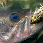 Feeding Frenzy: A Look at the Ideal Diet for Largemouth Bass